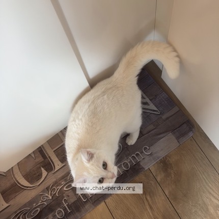 Foto 1/1 plumette Kat vermist in Modave