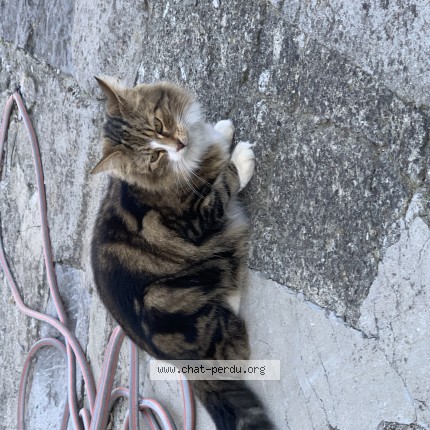 Foto 1/1 Kat gevonden Gevonden in Horrues Graty