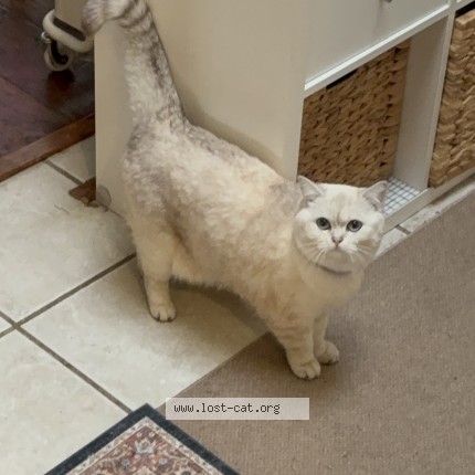 Photo 1/1 Bingbing Cat lost in Surrey