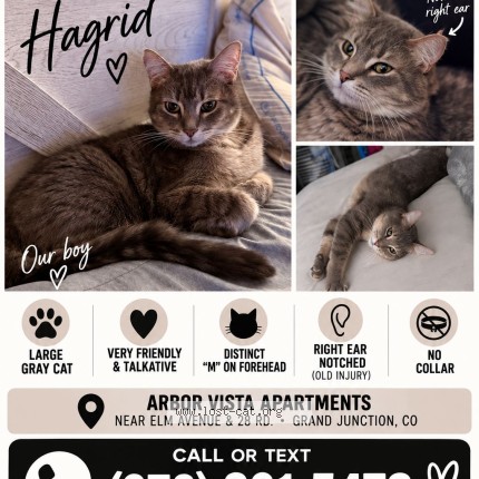 Picture of cat lost at Grand Junction