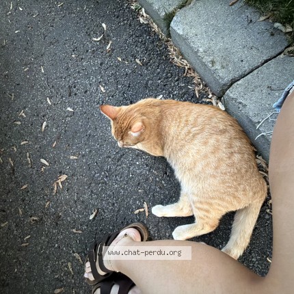 Photo 1/1 Jules Cat lost in Charlesbourg