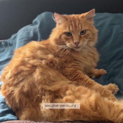 Photo of a cat found in Beziers