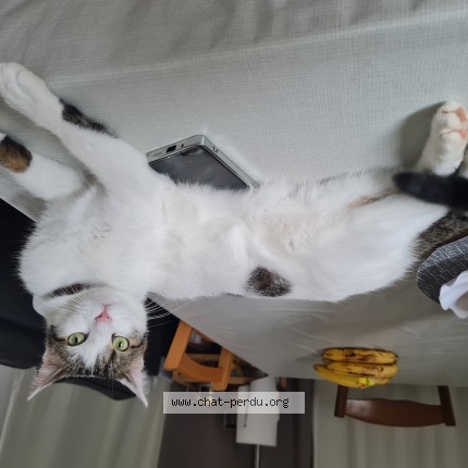 Photo of a cat found in Montjoire