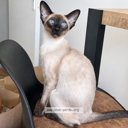 Photo of a cat found in Clermont Ferrand