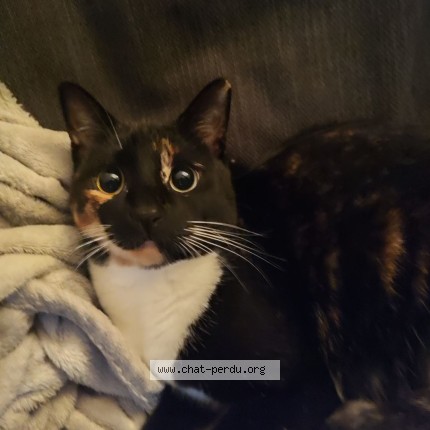 Photo of a cat found in Nantes