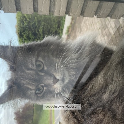Foto 1/1 Sansa Kat vermist in Asse