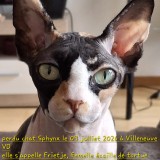 frietje