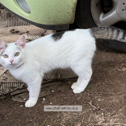 Photo of a cat found in Geveze