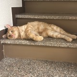Simba