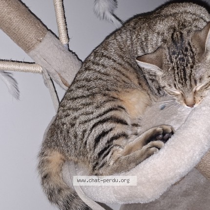 Foto van vermiste kat in Saint Riquier Es Plains