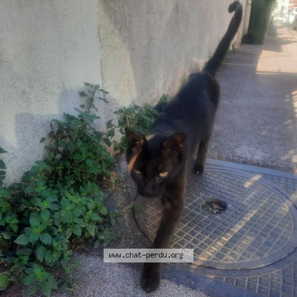 Foto einer gefundenen Katze in Toulon