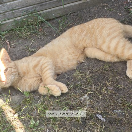 Photo of a cat found in Villers St Barthelemy