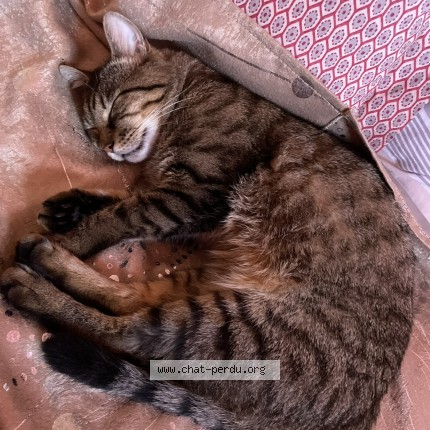 Foto 1/1 Minouche Kat vermist in Liege