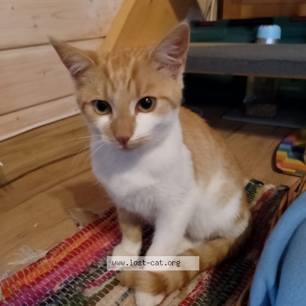 Zdjęcie 1/1 Jacuś Kot zaginiony w Suchy Las
