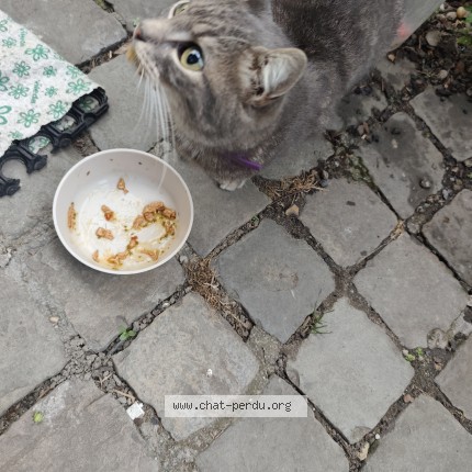 Foto 1/1 Kat teruggevonden Gevonden in Saint Nicolas