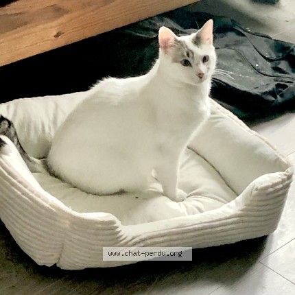 Photo of a cat found in Tournefeuille