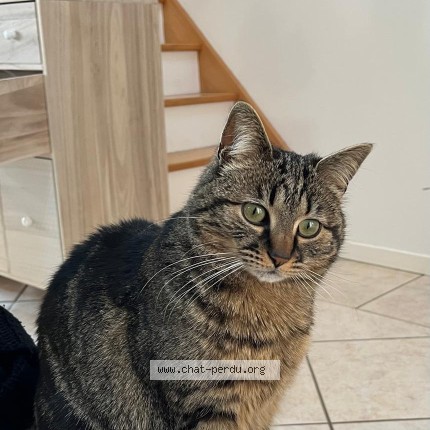 Photo of a cat found in Beligneux