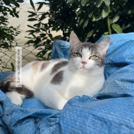 Photo of a cat found in Montlivault