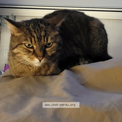 Photo of a cat found in Nancy