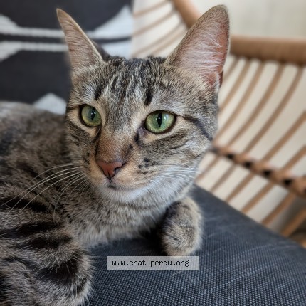 Photo of a cat found in Lyon