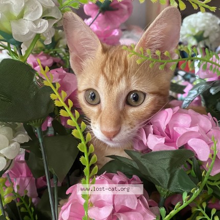 Photo 1/1 tifu Cat lost in Gurgaon