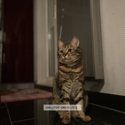 Foto 1/1 Wiedergefundene Katze Verloren in Luxembourg