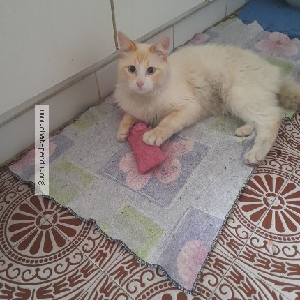 Photo of a cat found in St Denis