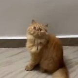 Zen