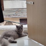 Bonbon