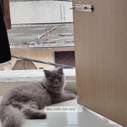 Photo of a cat found in New Delhi