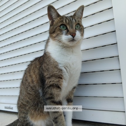 Photo of a cat found in Amiens