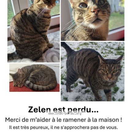 Photo of a cat found in Mece