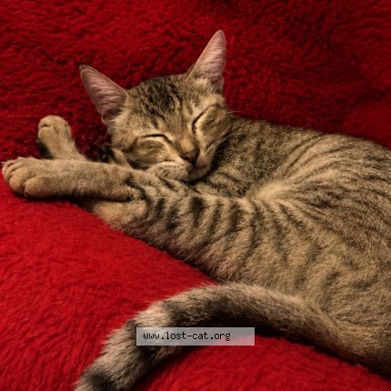 Photo 1/1 Indra Cat lost in Bangalore