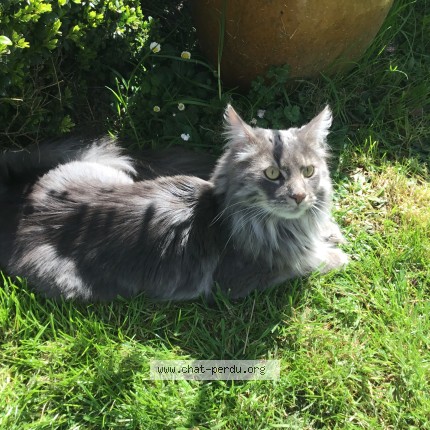 Photo of a cat found in Crochte