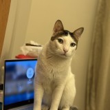 Mili