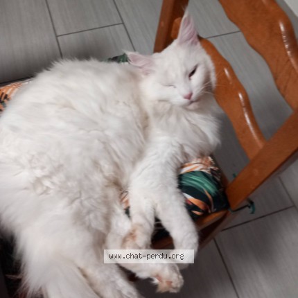 Photo of a cat found in La Tour Du Crieu