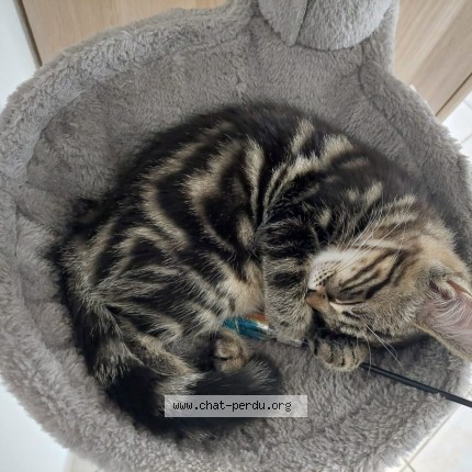 Foto 1/1 Nouille Katze verloren in Ollon