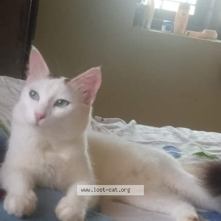 Photo 1/1 umbri Cat lost in Changanaserry