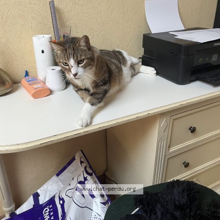 Photo of a cat found in Sommerviller