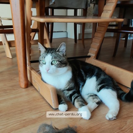 Photo of a cat found in Villepreux
