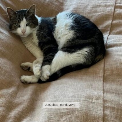 Foto 1/1 Balthazar Gatto smarrito a Villeneuve Vd