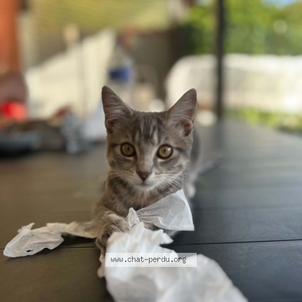 Foto 1/1 Bm Kat vermist in Les Bons Villers