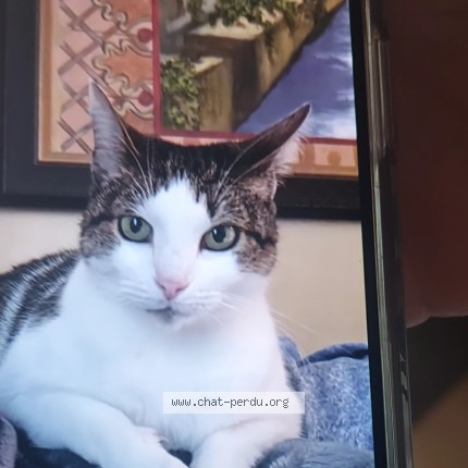 Foto 1/1 sophie Kat vermist in Brugelette