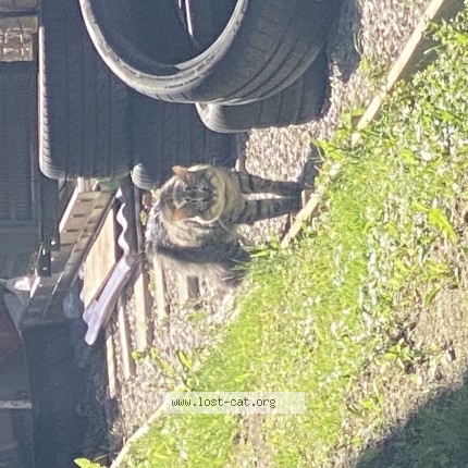 Photo 1/1 Found cat Found in Stouffville