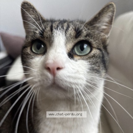Photo of a cat found in Asnieres Sur Seine