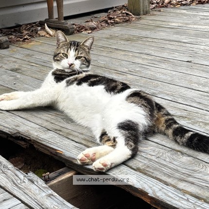 Photo 1/1 Found cat Found in Sainte Julienne