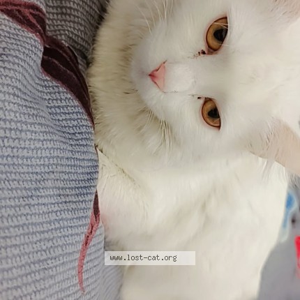 Photo 1/1 mickey Cat lost in Raw