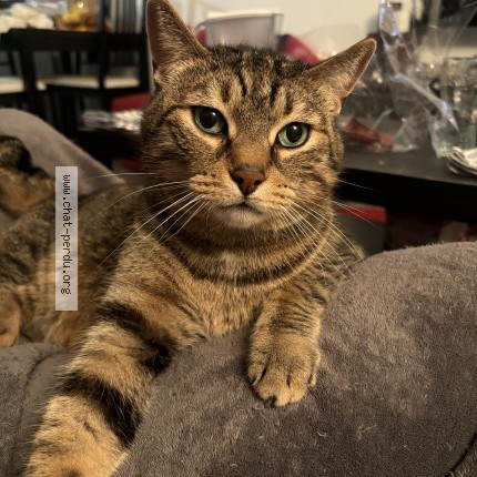 Photo of a cat found in Oullins