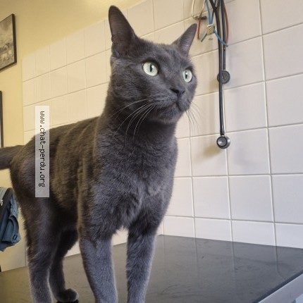 Photo of a cat found in Nemours