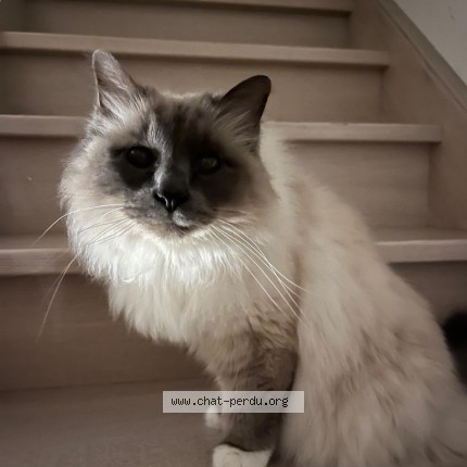 Photo of a cat found in Lasseube